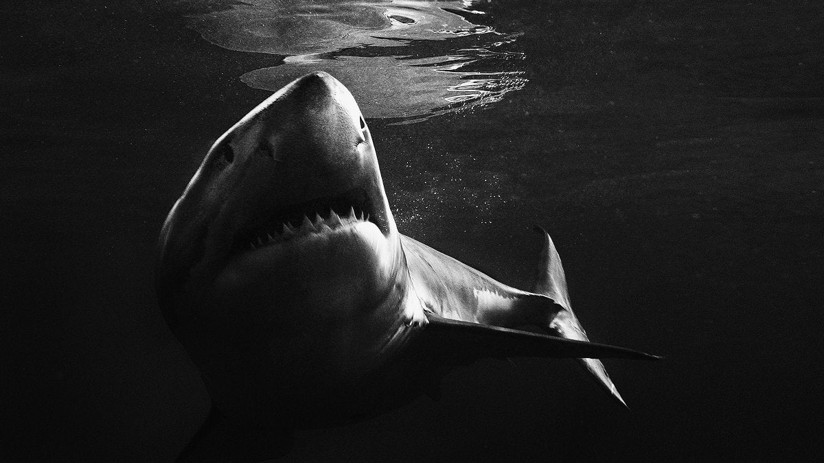Help Save The Sharks